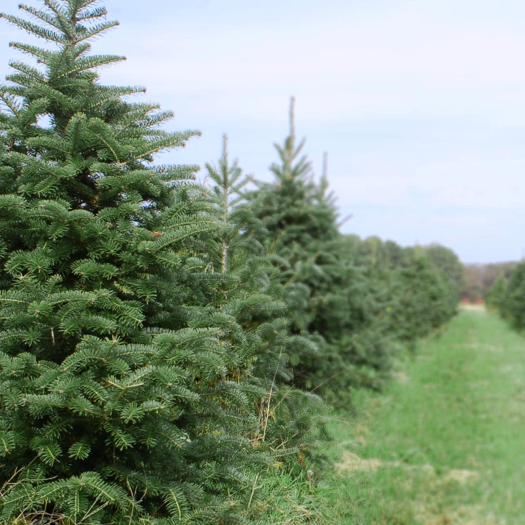 Cawley Farms — Live Cut Your Own Christmas Tree